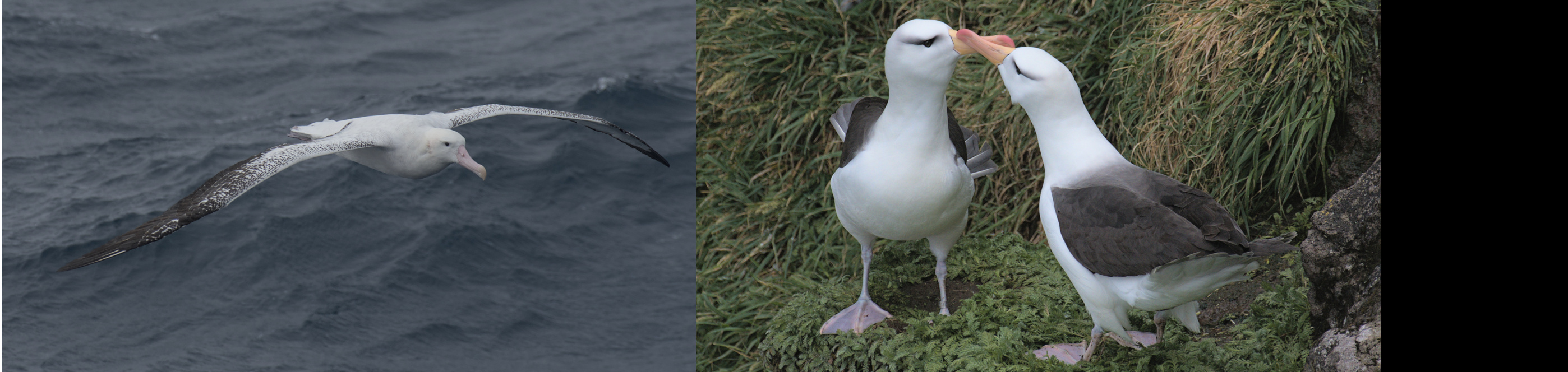 Demography With Evolution in Long-Lived Seabirds ANR project feature image