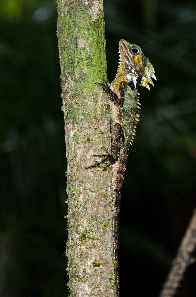 The beautiful Boyd's forest dragon