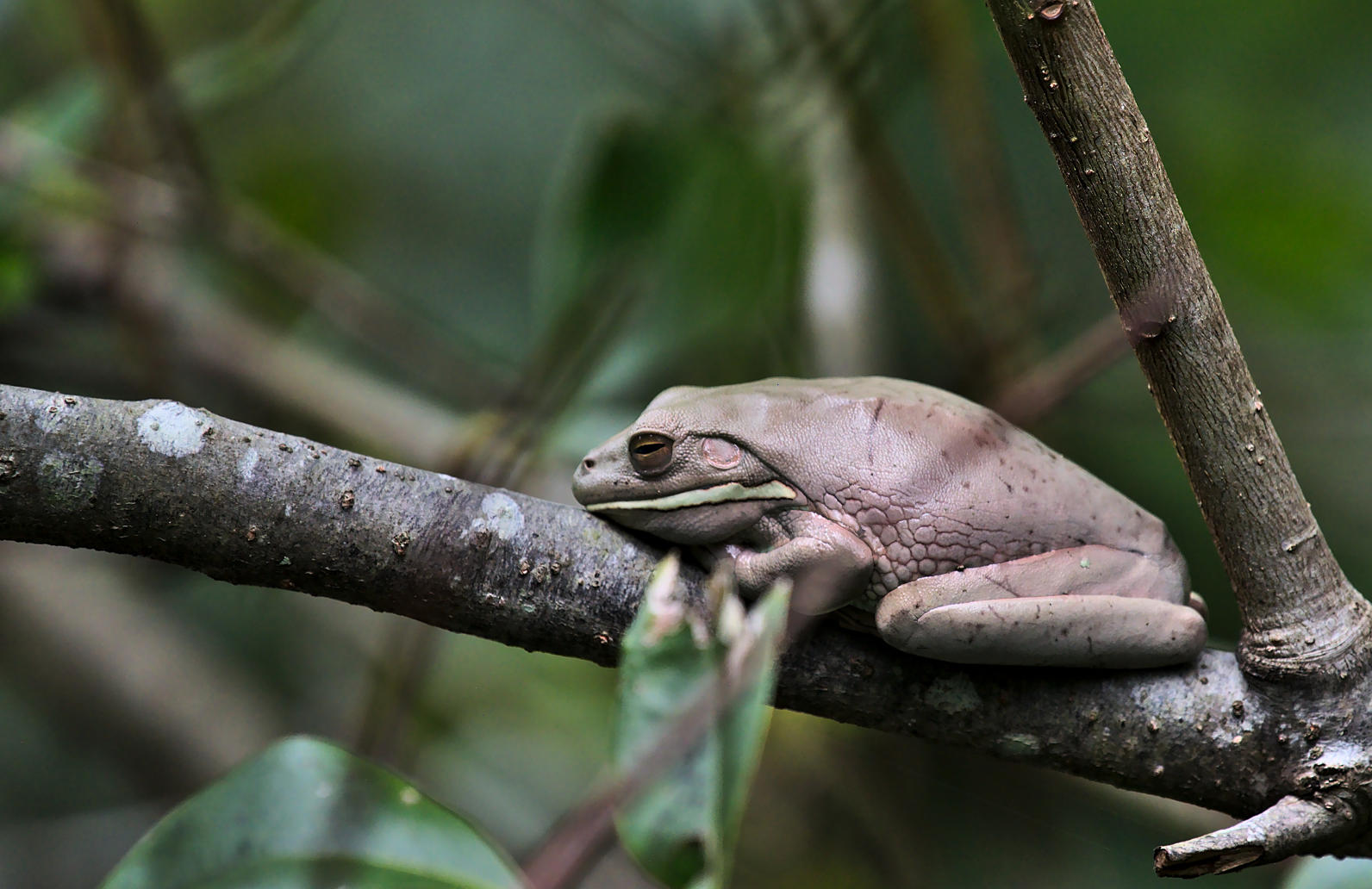 White lip frog