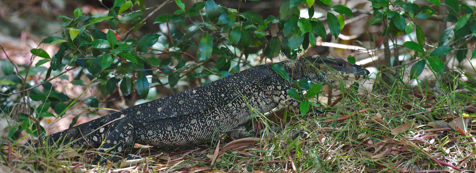 Lace monitor at the campsite