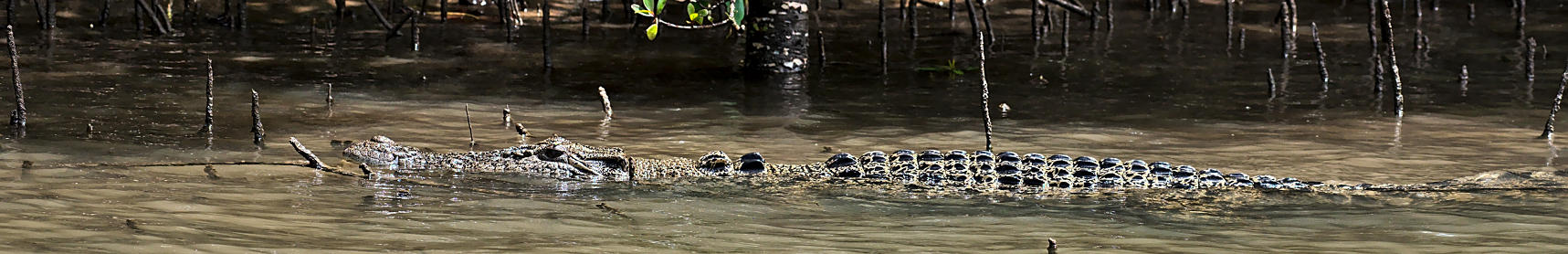 An obvious saltwater croc