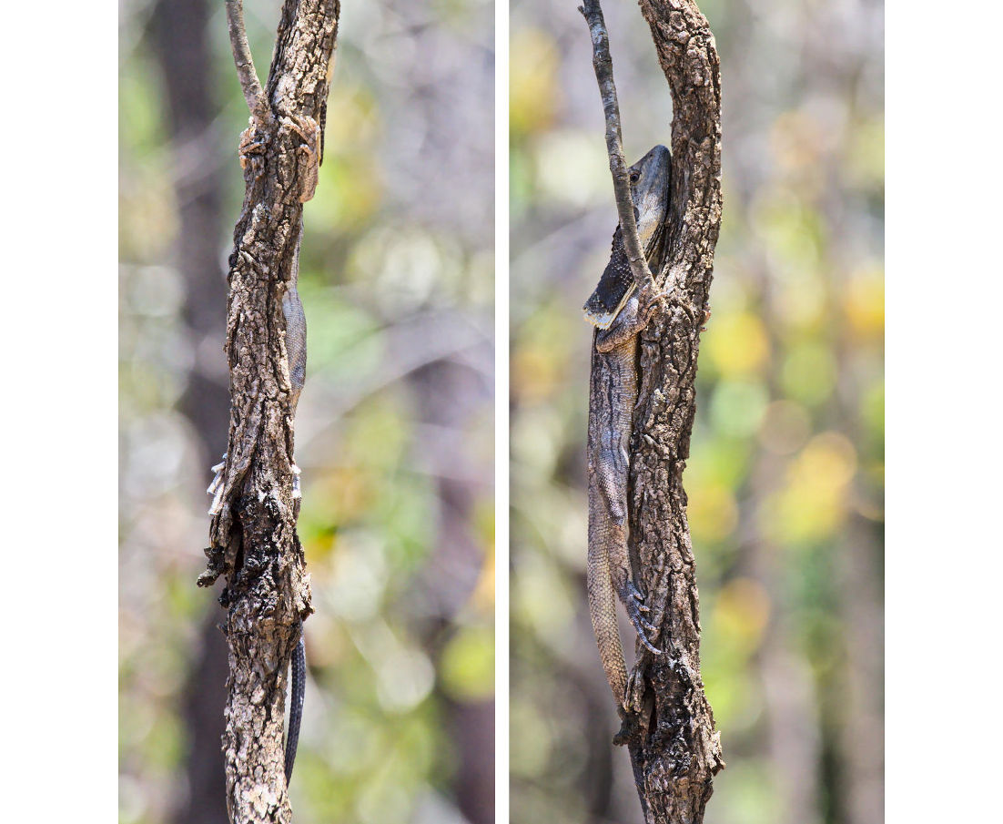 Frilled-neck trying to hide